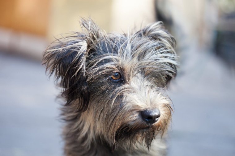 Лохмач терьер