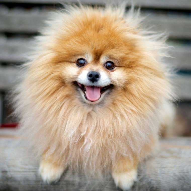 Померанский шпиц Челси