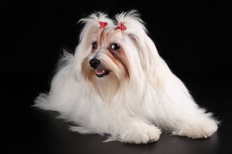 Померанский шпиц породы собак белые