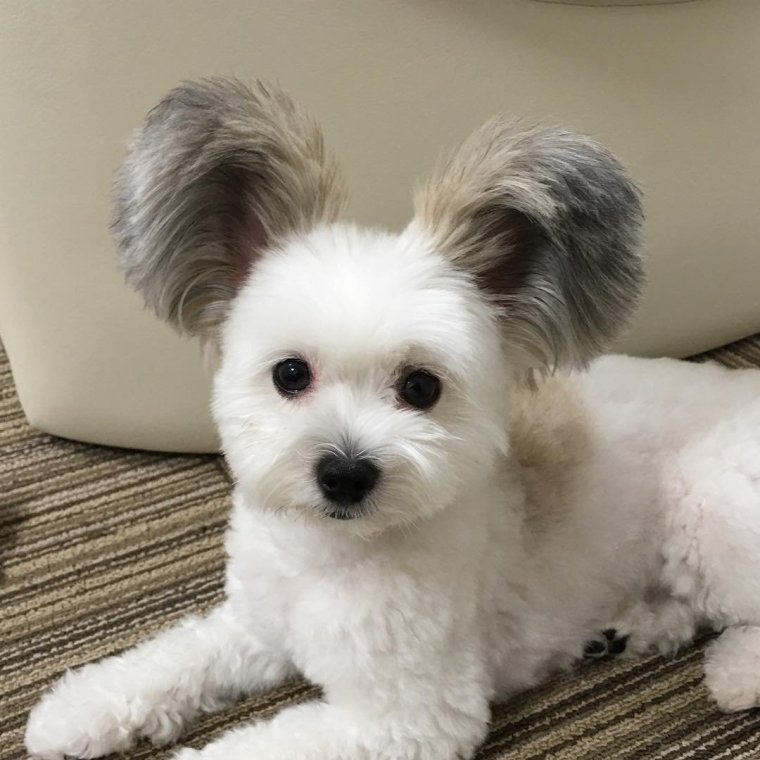 Лохматая собака порода оранжевые