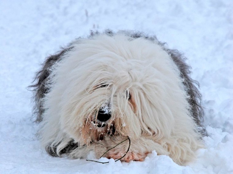 Бобтейл кудрявый