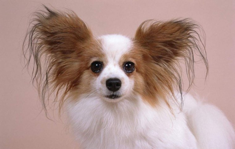 Заросший Йоркширский терьер