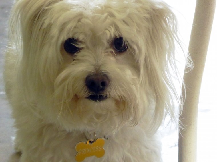 Померанский шпиц породы собак