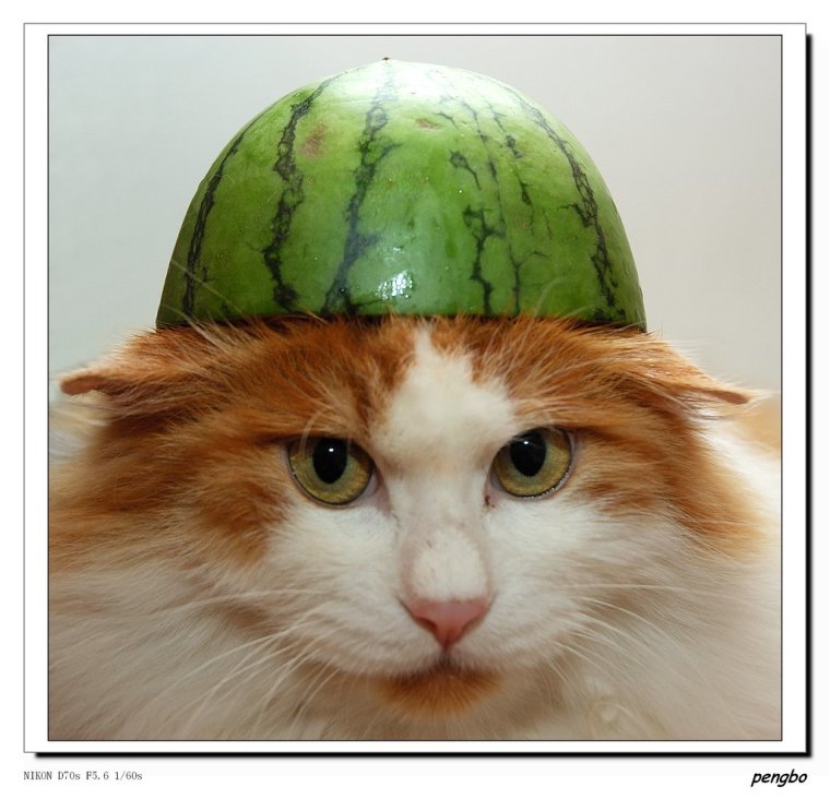 Кот в арбузной каске
