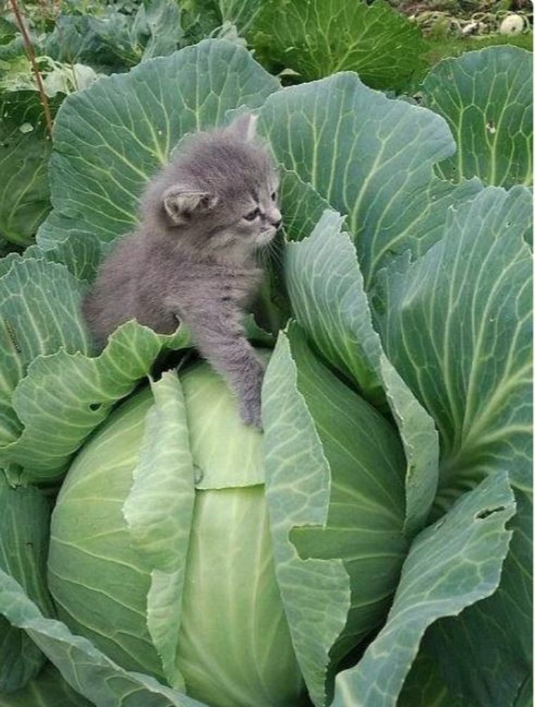 Котик в капусте
