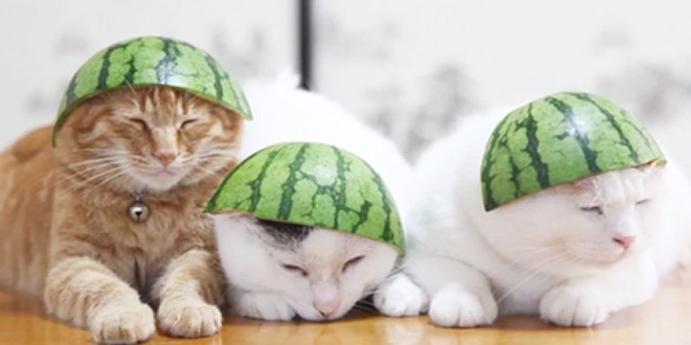 Кошка с арбузом на голове