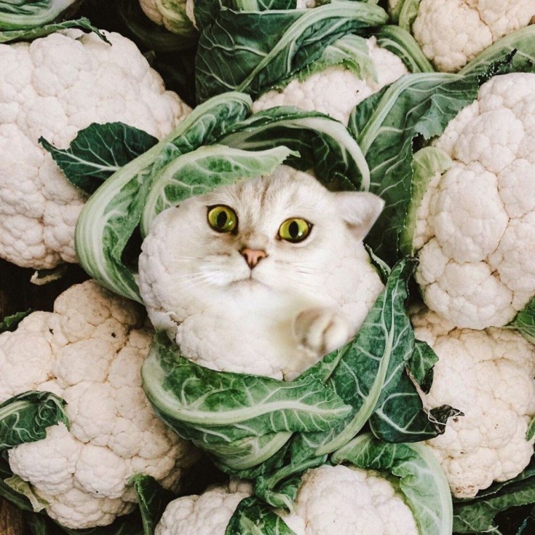 Кошачья капуста