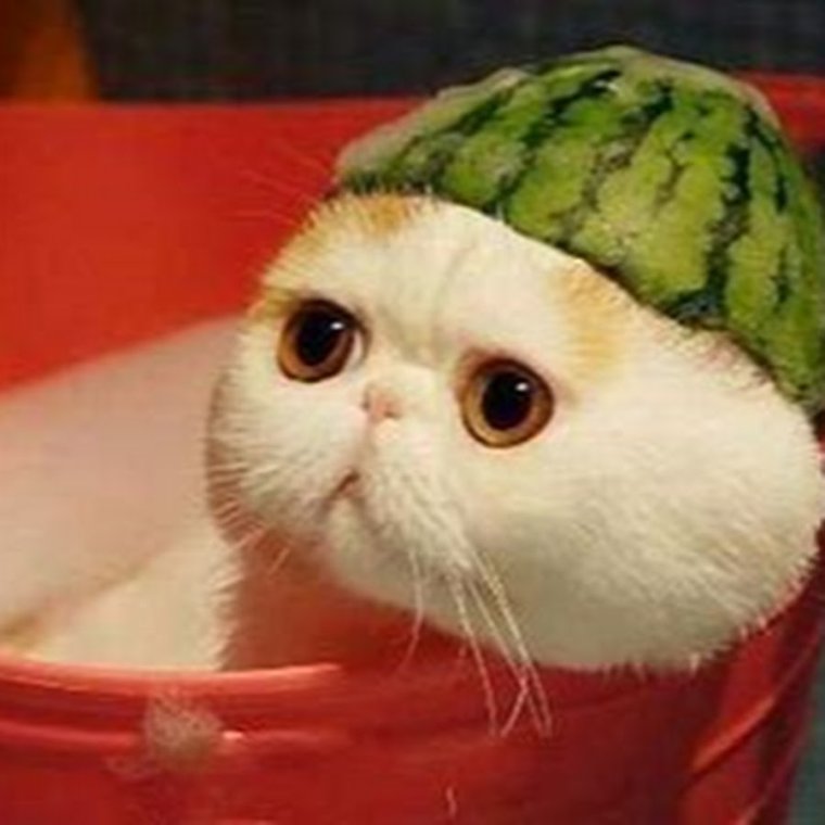 Котик в шлеме из арбуза