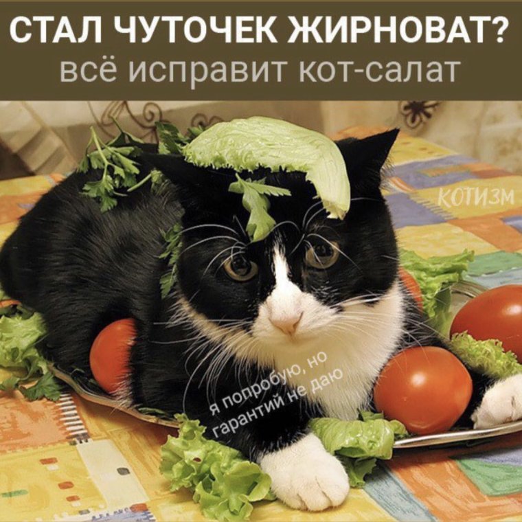 Салаты и коты