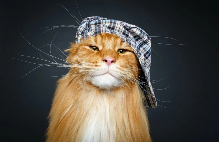 Рыжий кот в кепке