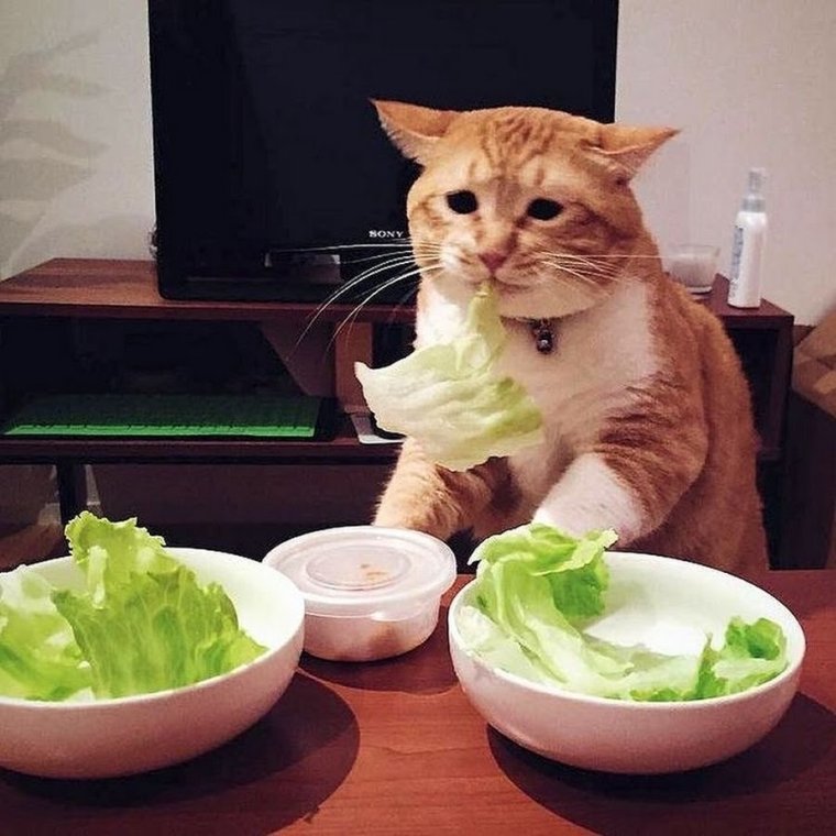 Кот с капустой на голове