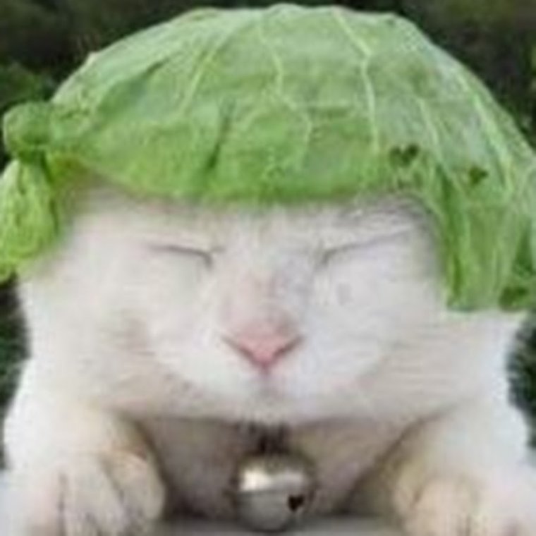 Кот с листом на голове