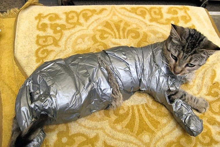 Кот Замотанный в скотч
