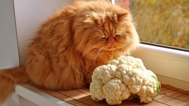 Персидская кошка здоровье