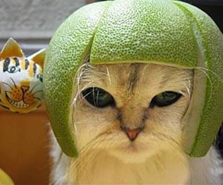 Кот в арбузной шапке