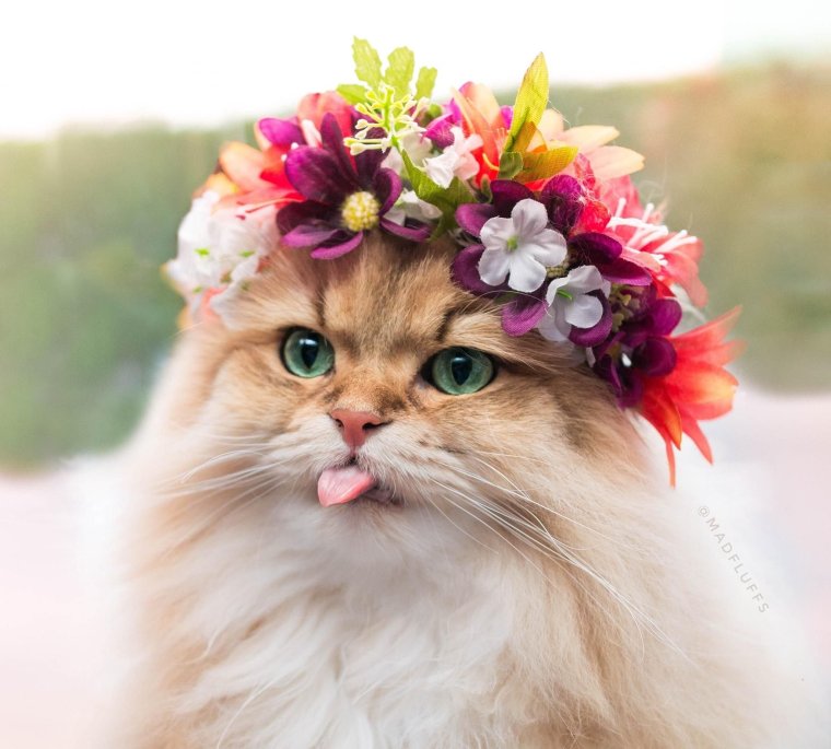 Кот в венке