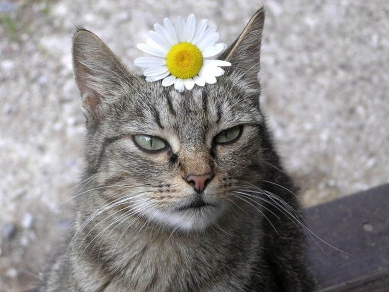 Кот с цветочком на голове