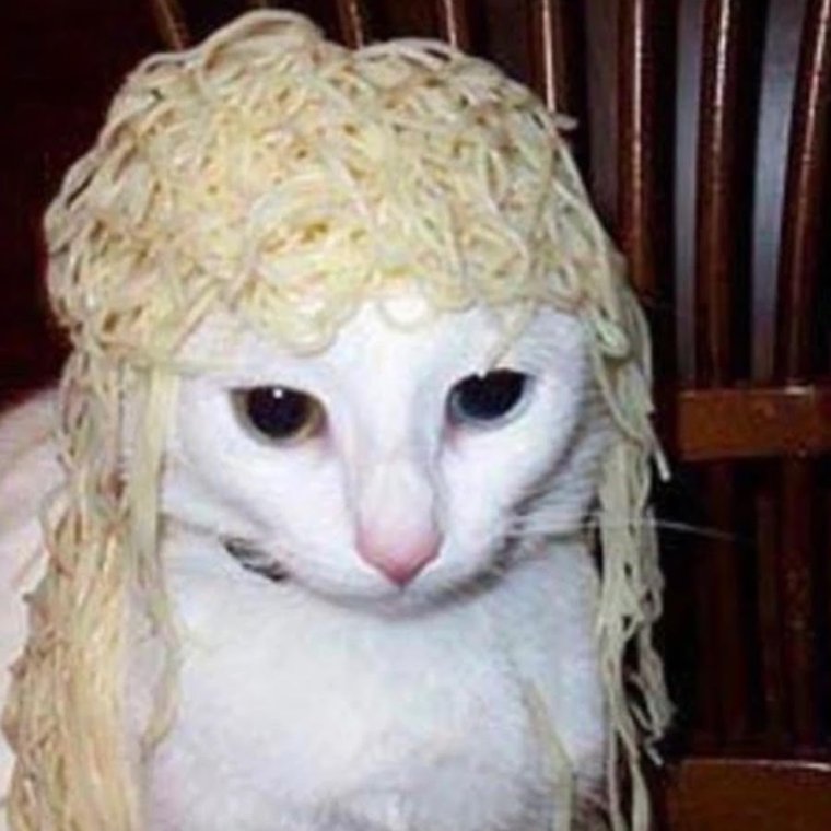 Котики с лапшой на голове
