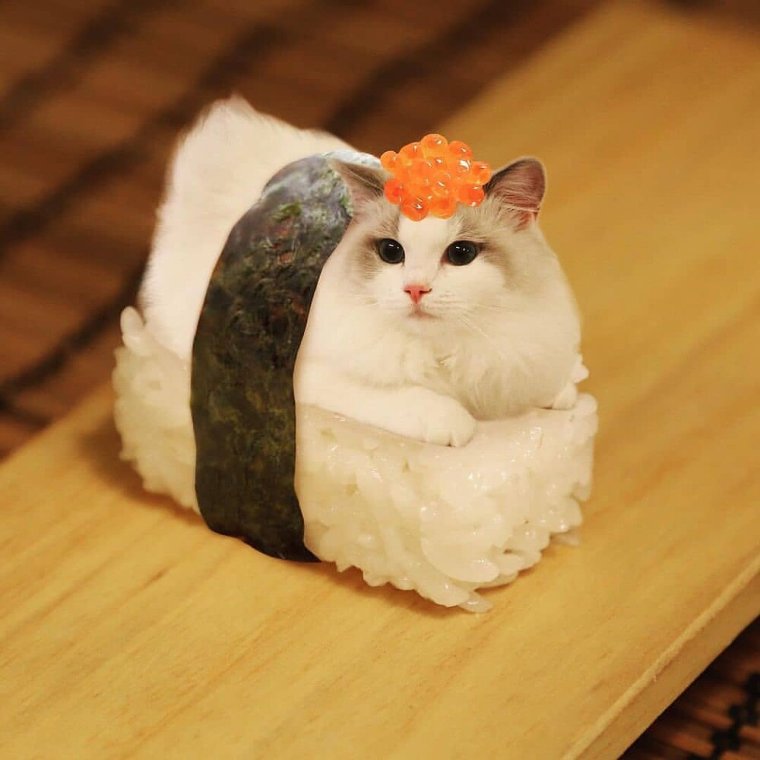 Кот и роллы