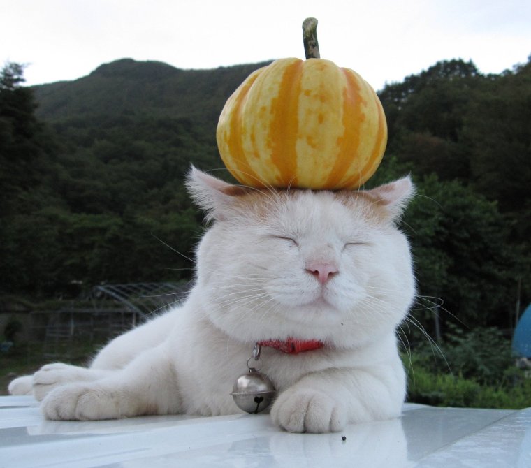 Кот с тыквой на голове