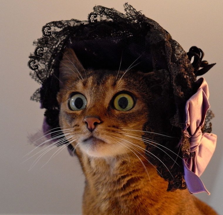 Кошка красотка