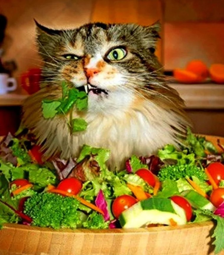 Кот вегетарианец