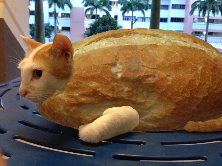 Кот хлеб