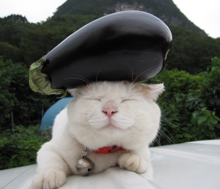 Кот Широнеко дзен