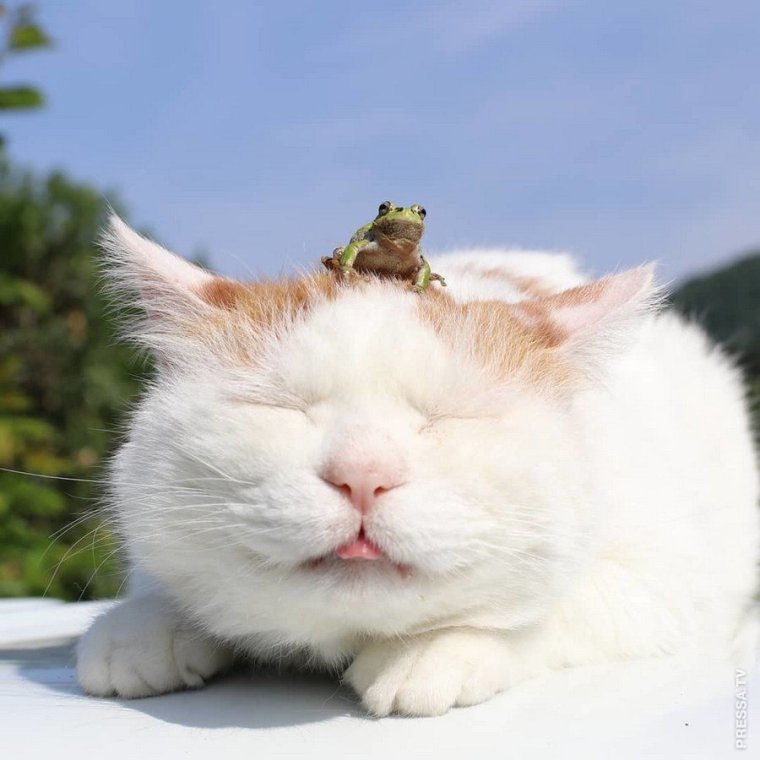 Широнеко кот