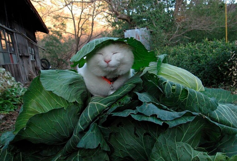 Кот на грядке