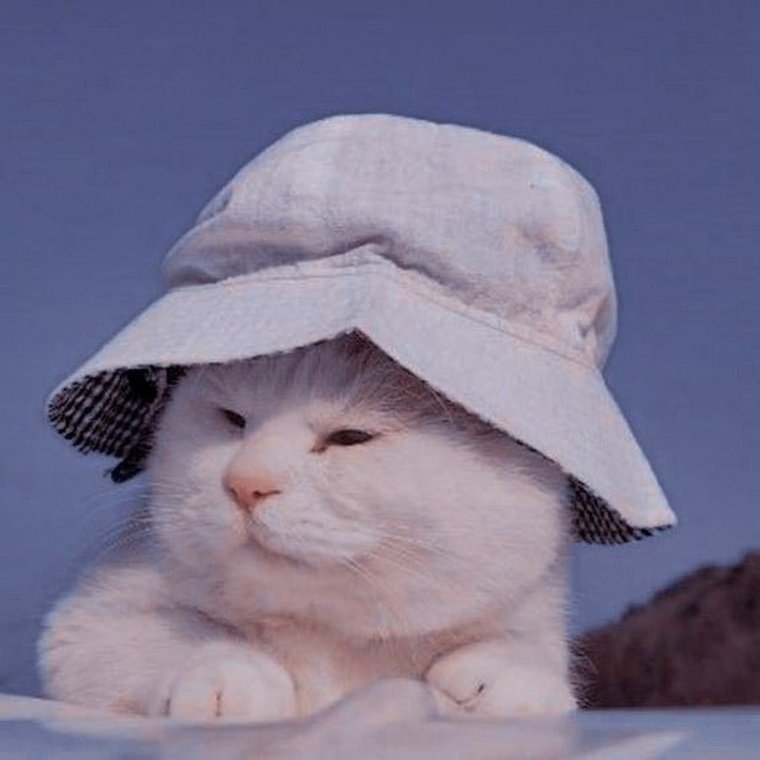 Коты в Панаме