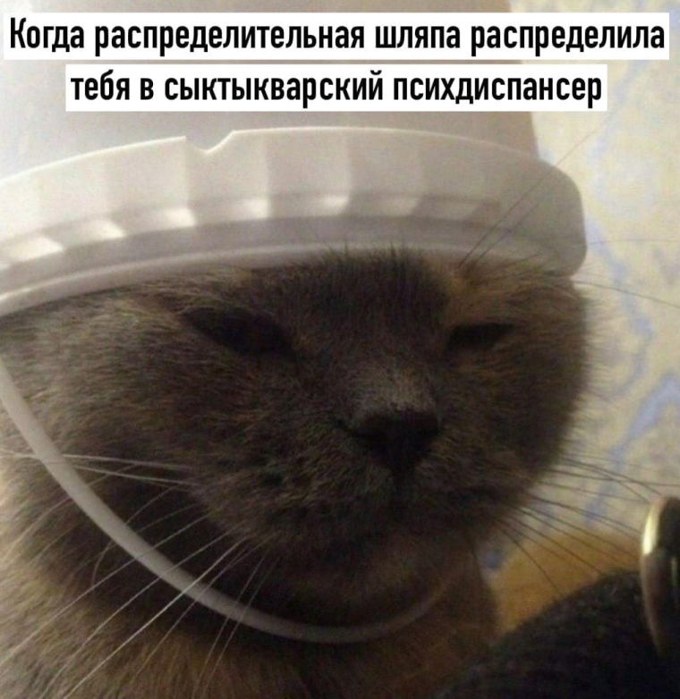 Только не Слизерин Мем с котом