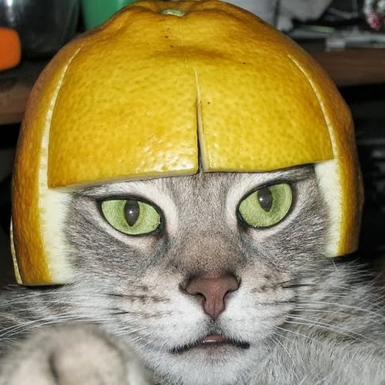 Шлем из апельсина для кота