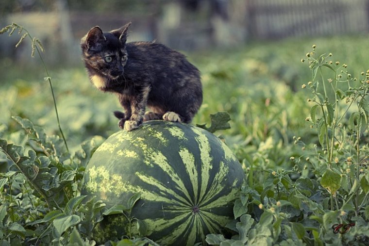 Котик с арбузом