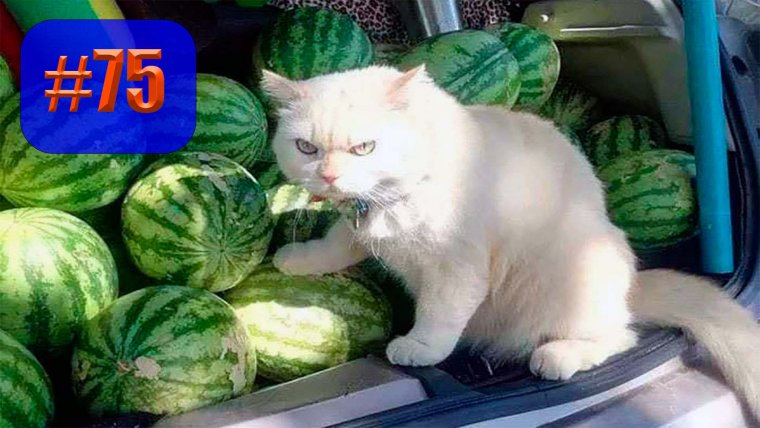 Кот в арбузах дымчатый