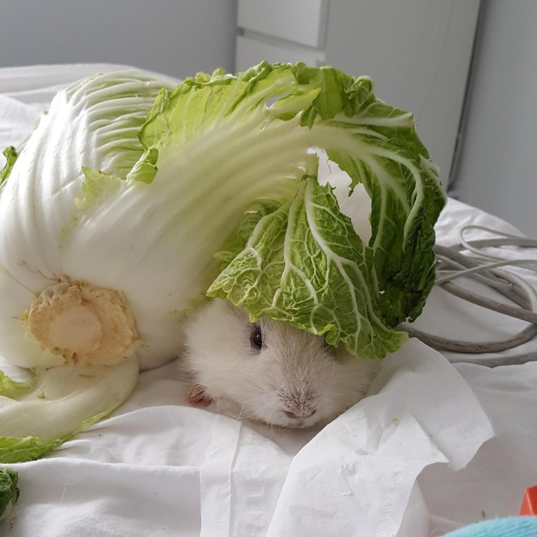 Хомякам пекинскую капусту
