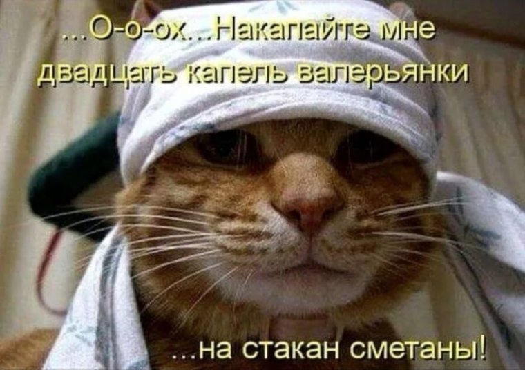 Кот с больной головой