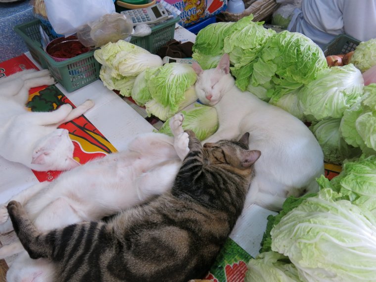 Кот с капустой