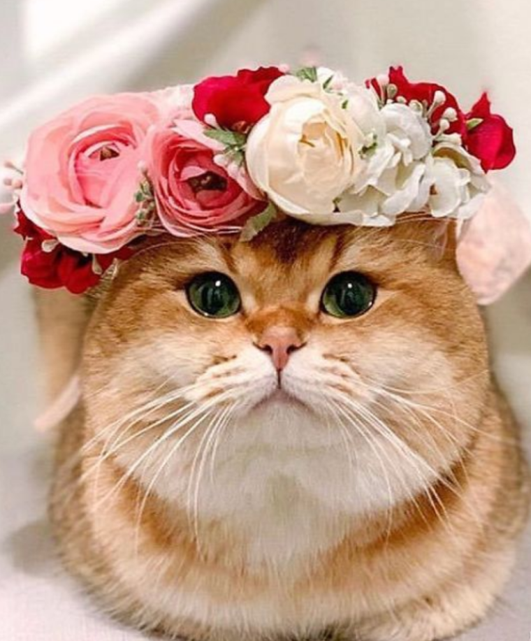 Кот с венком на голове