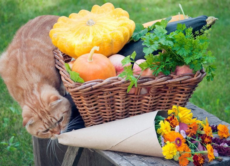 Тыквы в корзине