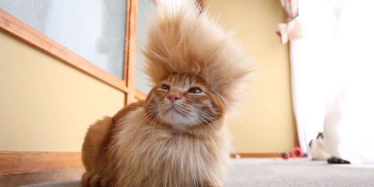 Необычные стрижки котов