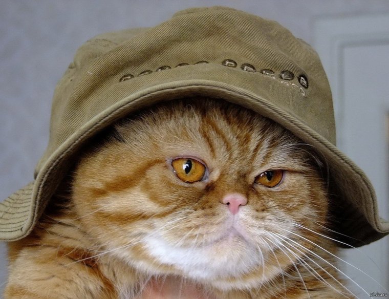 Кот в кепке и очках