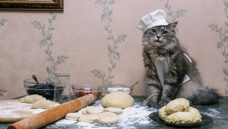 Кот пельмень