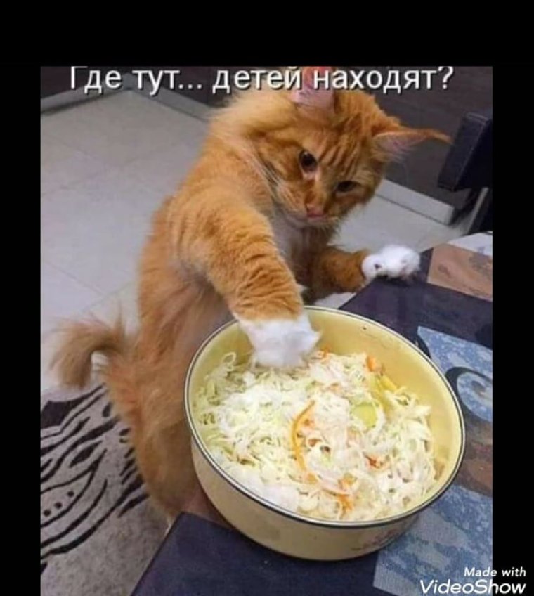 Кот и макароны