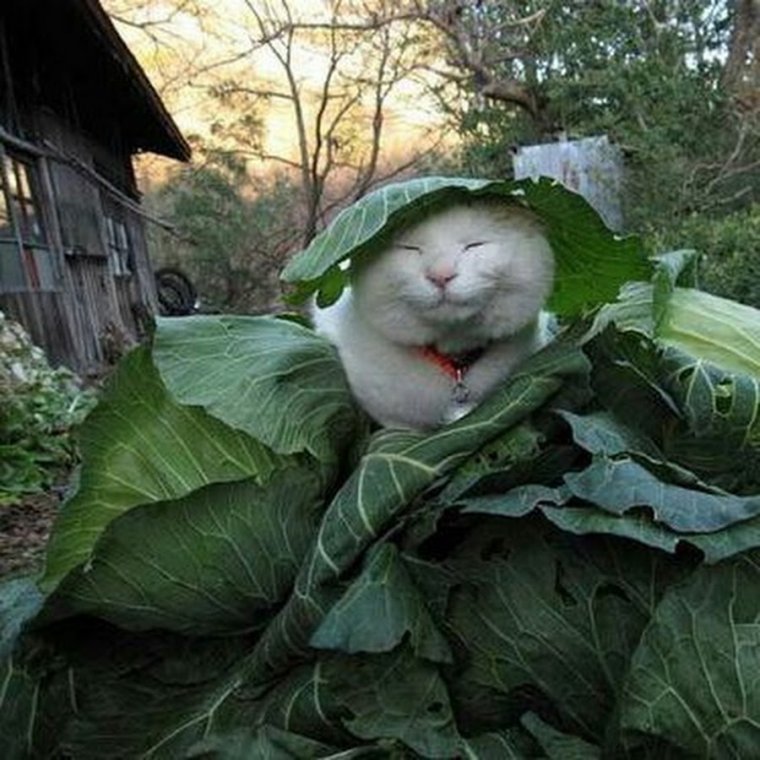 Котенок в капусте