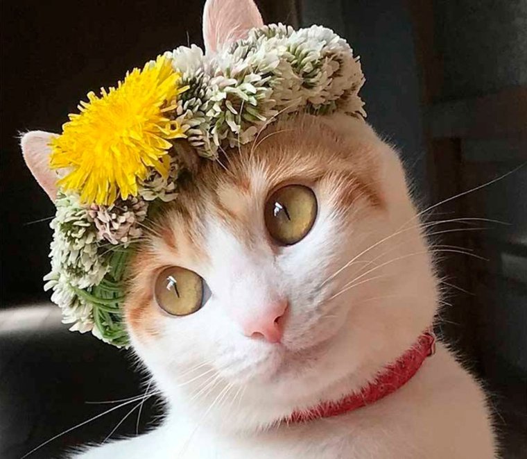 Кошка с венком на голове