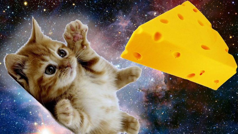 Космос с котами