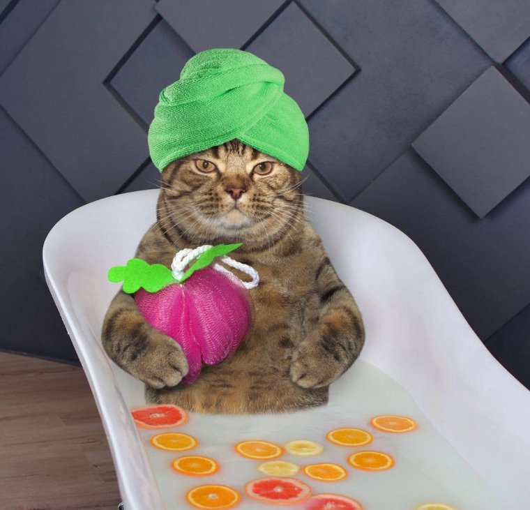 Кошка в спа салоне