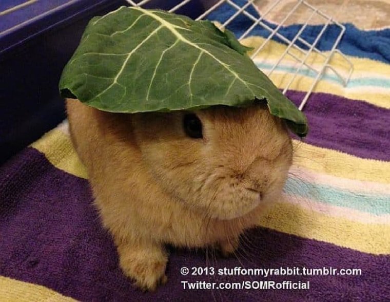 Кролик с блинчиком на голове