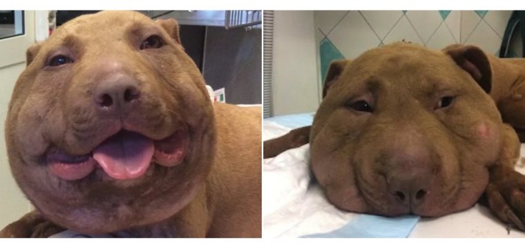 Собака с распухшей мордой